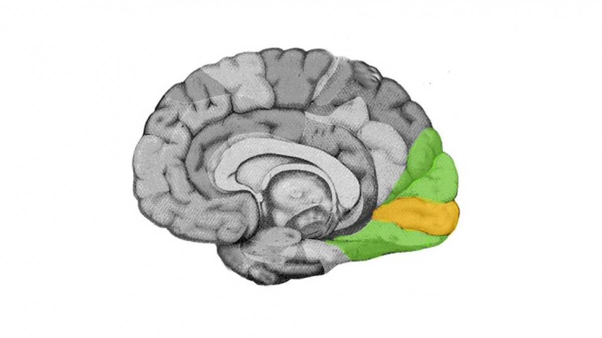 cerebro humano con ojos