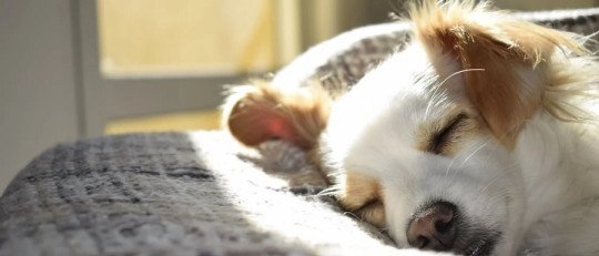 Los beneficios de las Mascotas en nuestra Salud Mental