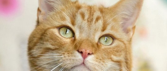 Los gatos experimentan duelo psicológico