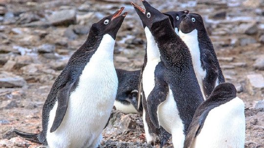 Pebbling: cómo hemos copiado la muestra de amor a los pingüinos