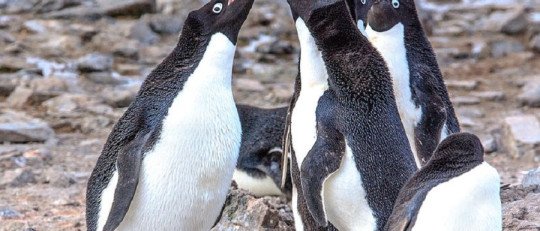 Pebbling: cómo hemos copiado la muestra de amor a los pingüinos