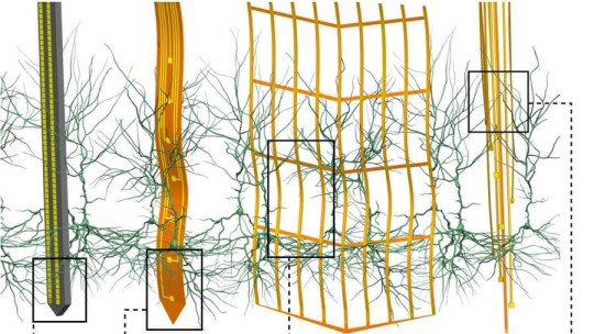 Las nuevas Sondas Cerebrales se meten en el cerebro sin herirlo