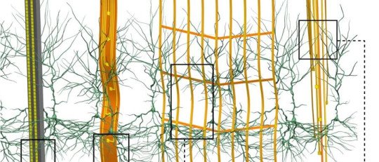 Las nuevas Sondas Cerebrales se meten en el cerebro sin herirlo