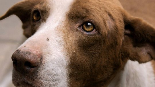 ¿Por qué los perros imitan a los humanos?