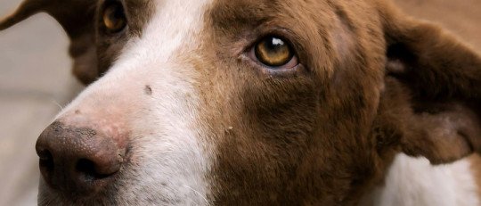 ¿Por qué los perros imitan a los humanos?