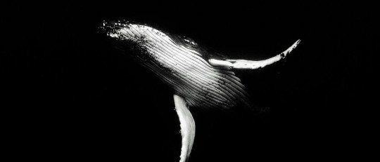 Las Ballenas han aprendido a usar Herramientas