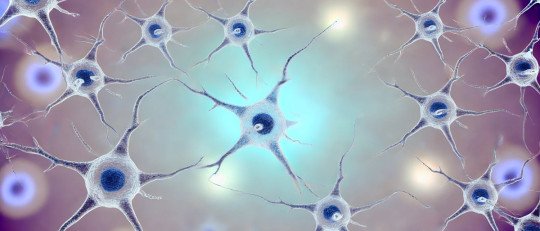 Estas células nerviosas hacen que algunos recuerdos persistan y otros mueran