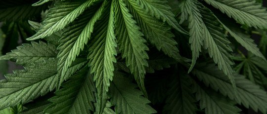 Cannabinol ayuda tratar problemas sueño