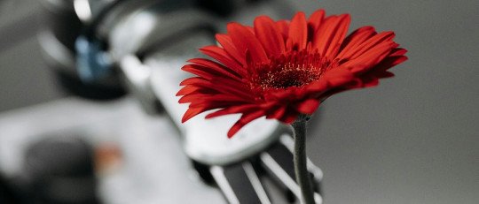 ¿Puede un Robot Convertirse en el Mejor Compañero de las Personas Mayores?