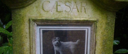 Cómo superar la pérdida de un Perro