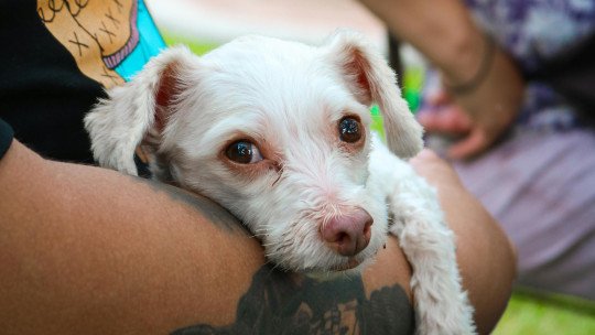 Así es como los corazones de los perros y de sus dueños se sincronizan