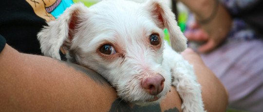 Así es como los corazones de los perros y de sus dueños se sincronizan