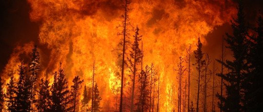 Incendios de Los Angeles: sobrevivir al trauma de haberlo perdido todo