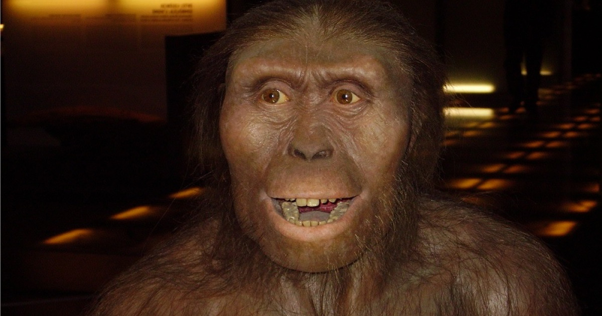 Optimismo inercia Distracción Lucy la Australopithecus: el fósil que lo cambió todo