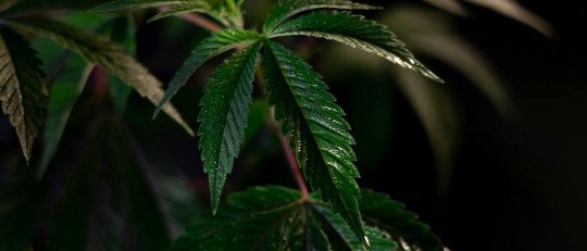 ¿Cómo tratar la Adicción al Cannabis? El papel de la Psicología