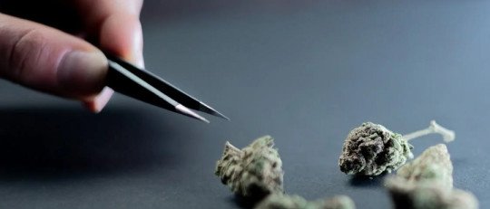 Un estudio confirma que el Cannabis daña un tipo de memoria en la mente