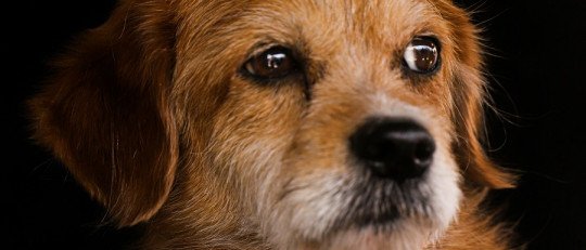 Los animales también toman malas decisiones si eligen entre muchas opciones