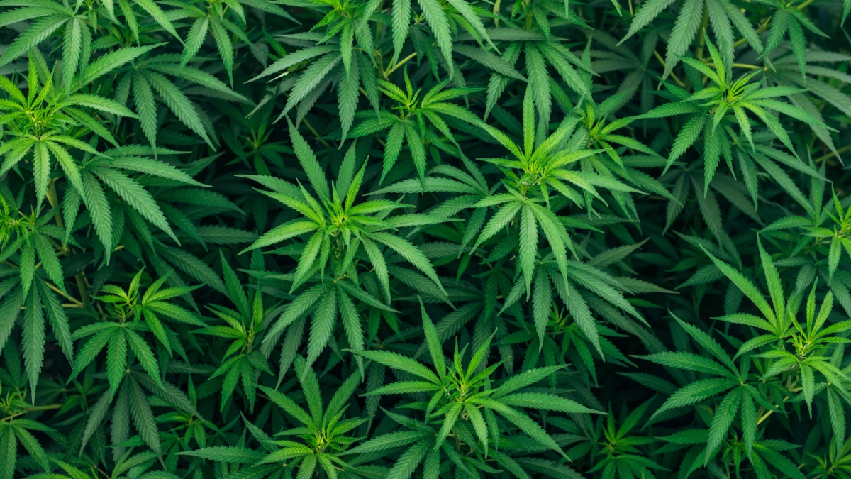 Imagen - El 20 de abril se celebra el Día Mundial de la Marihuana, una  planta que ha causado una profunda polémica, debido a su uso y efectos en  el cuerpo humano, image size:1200x675