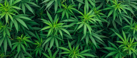 Qué pasa cuerpo cuando dejas fumar marihuana