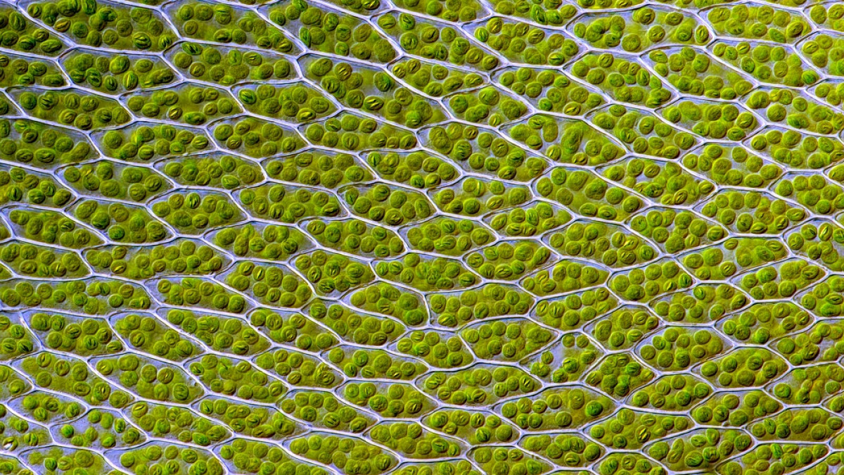 Cual es el tipo de celula del reino monera (99) foto