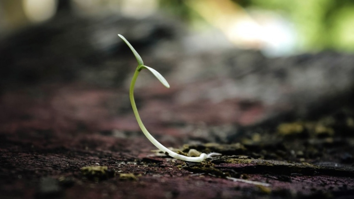 Las 8 principales características del Reino Monera