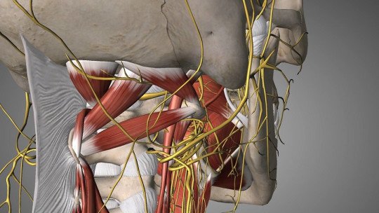 La estimulación del nervio vago puede ayudar a proteger de los traumas, según un estudio
