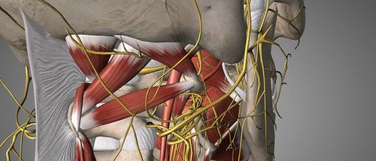 La estimulación del nervio vago puede ayudar a proteger de los traumas, según un estudio