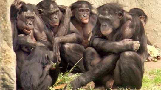 Incluso a los bonobos les molesta la desigualdad social