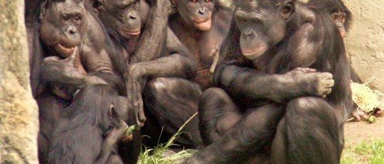 Incluso a los bonobos les molesta la desigualdad social