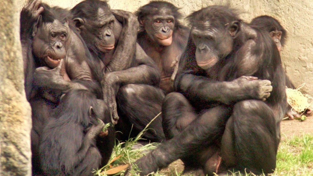 Incluso a los bonobos les molesta la desigualdad social