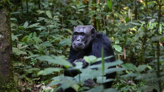 Investigadores descubren que los chimpancés se comunican a larga distancia
