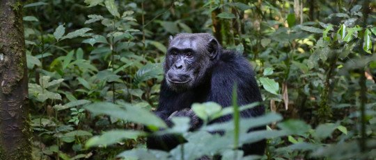 Investigadores descubren que los chimpancés se comunican a larga distancia