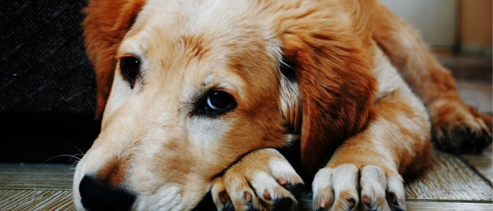 Suicidio en animales