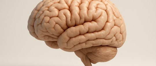 ¿Qué es la Rehabilitación Neurológica?