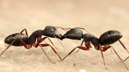 Fobia a las hormigas