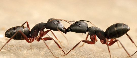 Fobia a las hormigas