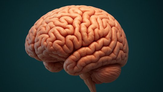 Por qué el cerebro infantil se transforma a los 16 meses