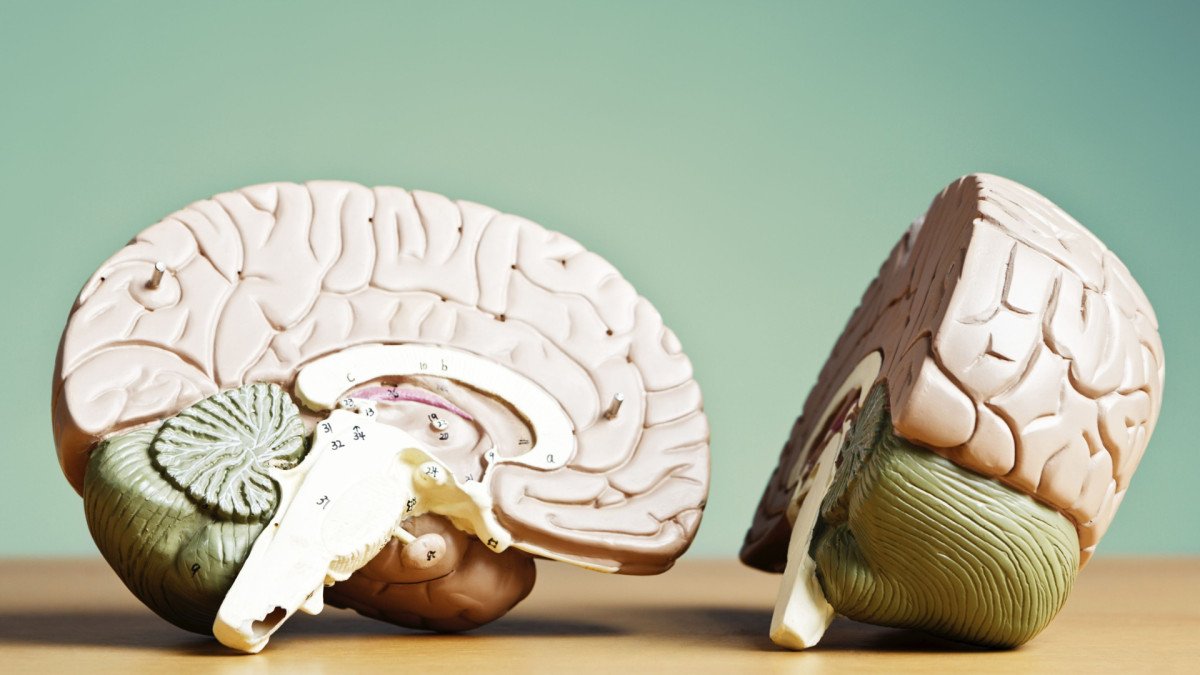 Psicología y biología: cómo interactúan en el estrés y afectan al organismo
