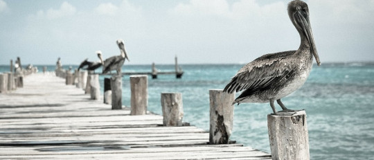 Inteligencia Emocional y Psicología Positiva: descubriendo las claves del éxito