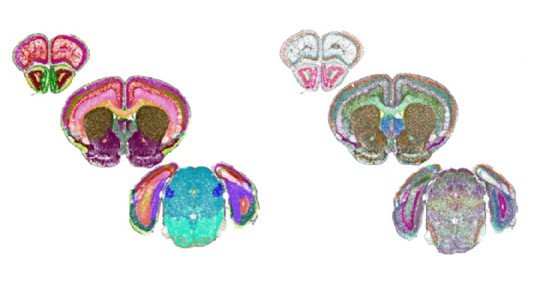 Consiguen crear un mapa de un cerebro detallado a nivel celular