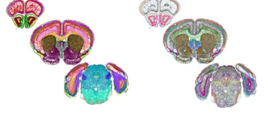 Consiguen crear un mapa de un cerebro detallado a nivel celular