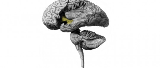 Psicopatía: ¿qué ocurre en la mente del psicópata?