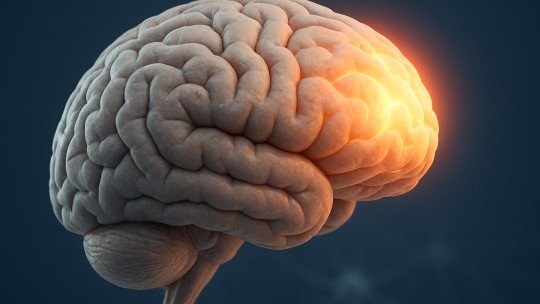 Así es como la Heroína afecta al Córtex Prefrontal del cerebro