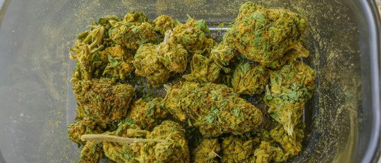 Cómo el cannabis en la adolescencia aumenta el riesgo de trastornos mentales