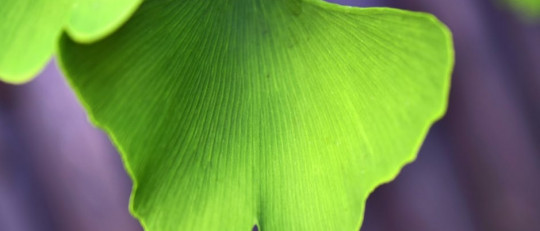 Suplementos para la inteligencia