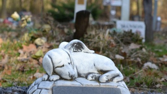 Cómo superar el fallecimiento de una mascota