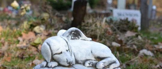 Cómo superar el fallecimiento de una mascota