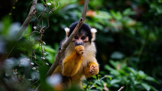 Las teorías de la evolución biológica de la Inteligencia