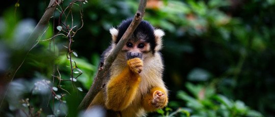 Las teorías de la evolución biológica de la Inteligencia