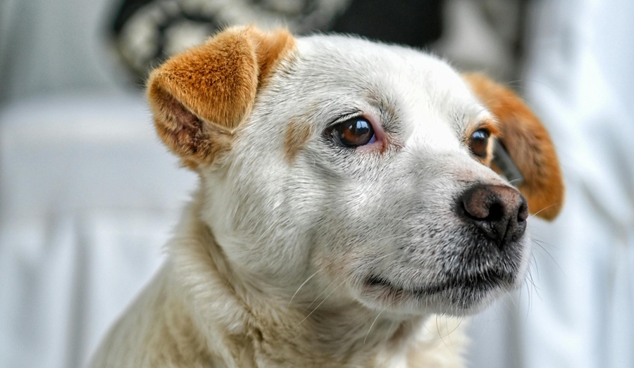Los mejores especialistas en Terapia Asistida con Perros en Madrid